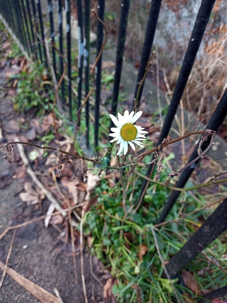 Foto de Margarida