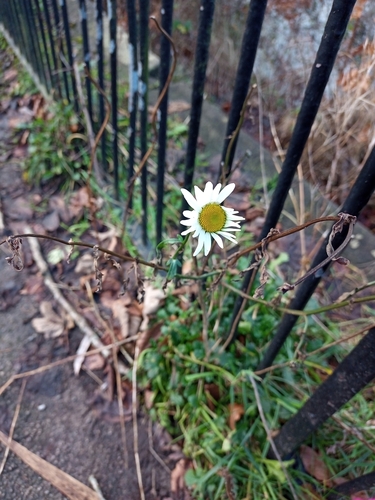 Margarida