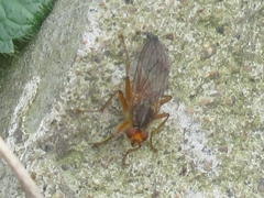 Scathophaga inquinata
