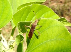 Burtinus notatipennis