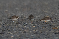 Thinornis novaeseelandiae