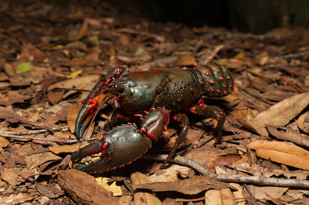 Giant Spiny Crayfish