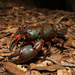 Giant Spiny Crayfish - Photo (c) dugie, some rights reserved (CC BY-NC)