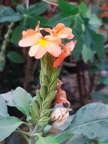 Afelandra