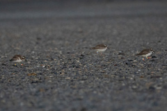 Thinornis novaeseelandiae