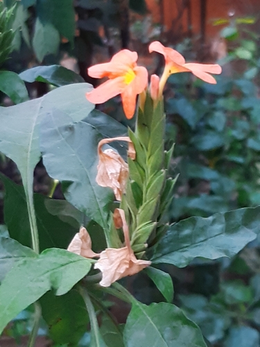 Foto de Afelandra