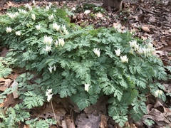 Dicentra cucullaria