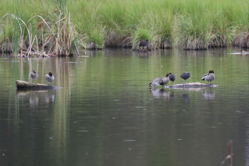 Australian Wood Duck From Jerrabomberra Wetlands ACT Australia On   Large 