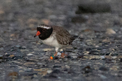 Thinornis novaeseelandiae