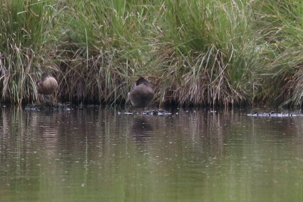 Freckled Duck From Canberra Central ACT Australia On January 1 2024   Large 