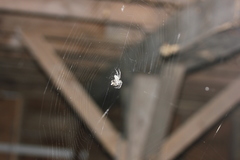 Araneus cavaticus