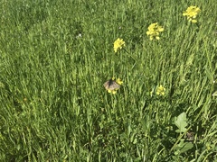 Euphydryas editha bayensis