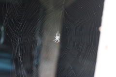Araneus cavaticus