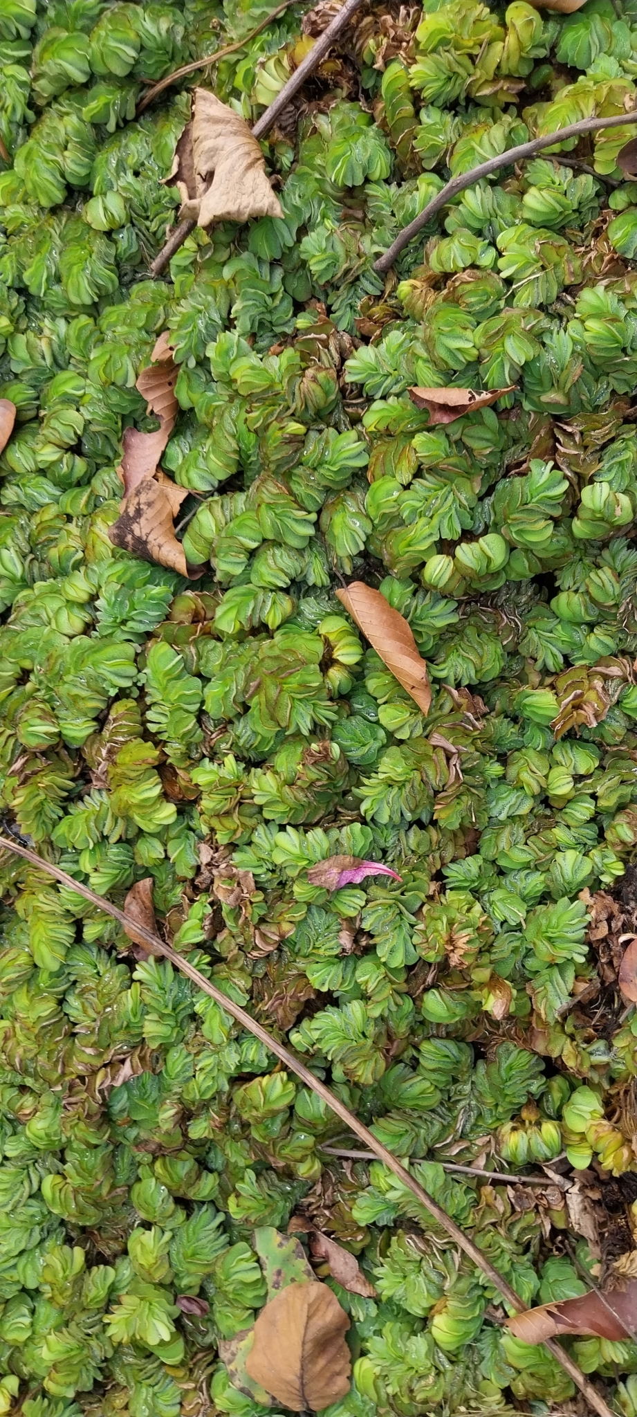 Imagem de Salvinia