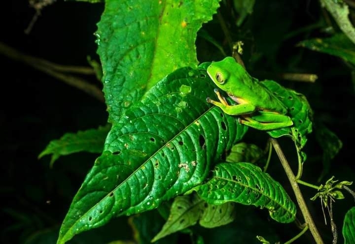 Purple and Orange Leaf Frog