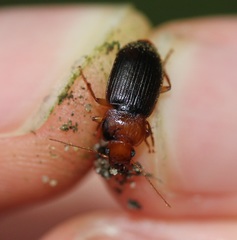 Amphasia interstitialis