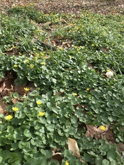 Ficaria verna
