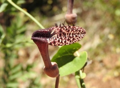 Aristolochia taliscana