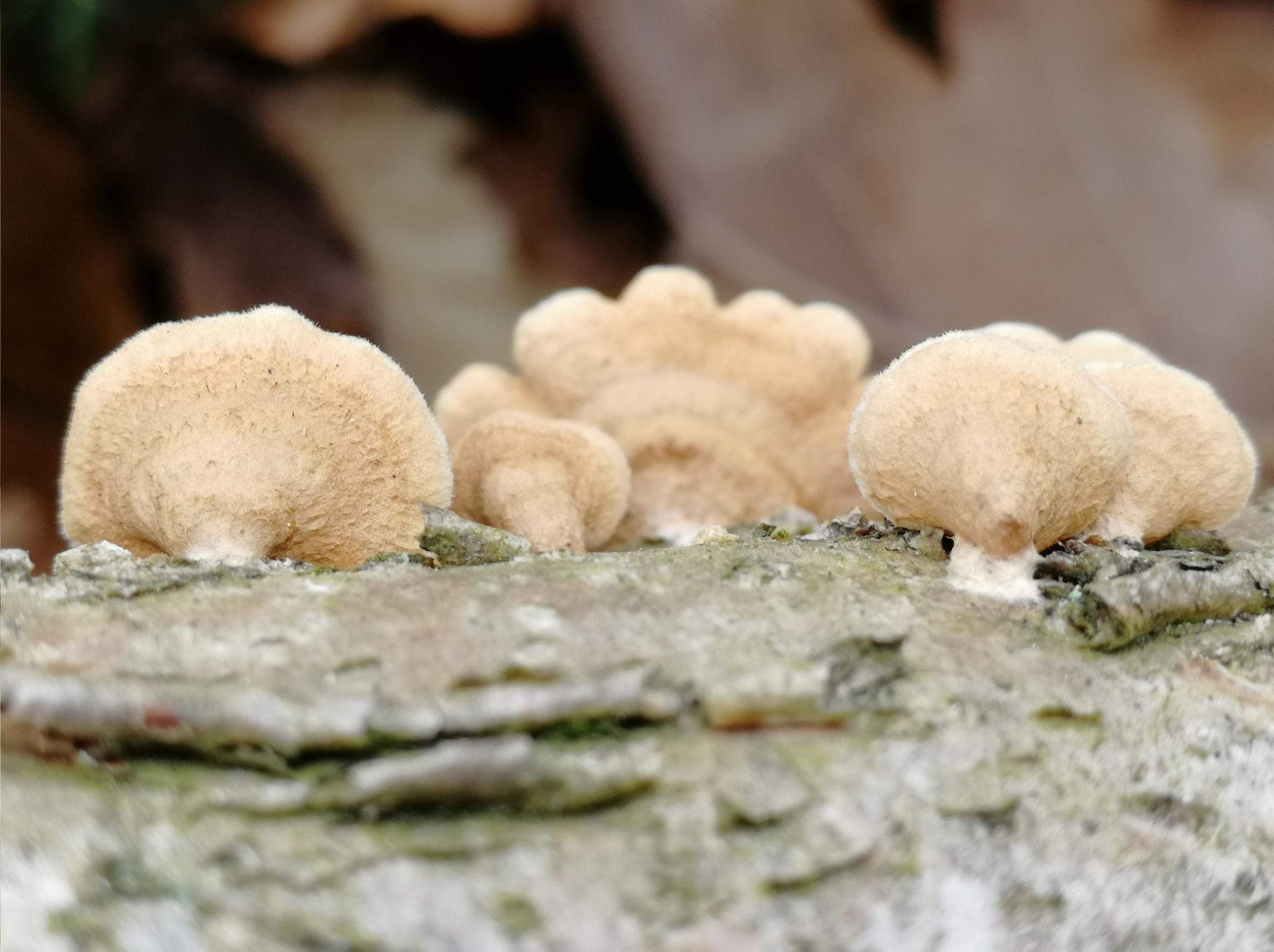 Plicaturopsis crispa - Krauser Adernzähling