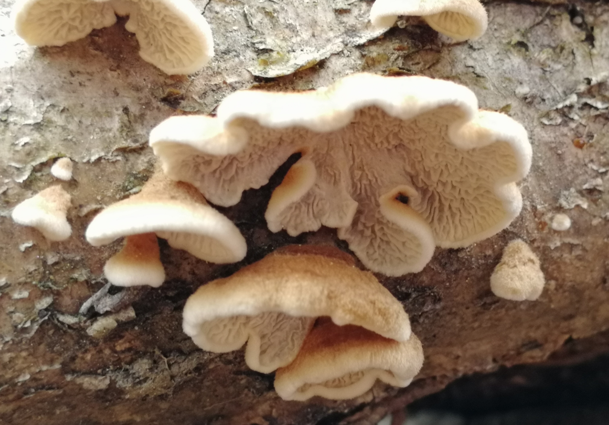 Plicaturopsis crispa - Krauser Adernzähling