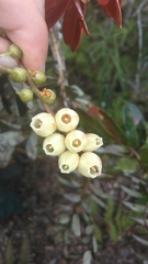 Agarista salicifolia