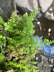 Adiantum concinnum image