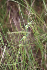 Spermacoce natalensis