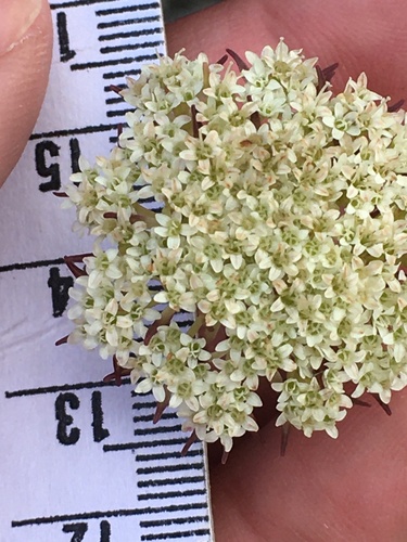 Silveredge Tinderleaf (Hermas quercifolia)