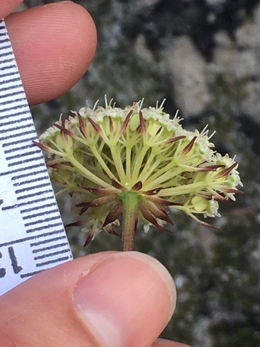 Image of Hermas quercifolia by (c) Kobus Meyer, some rights reserved (CC BY)