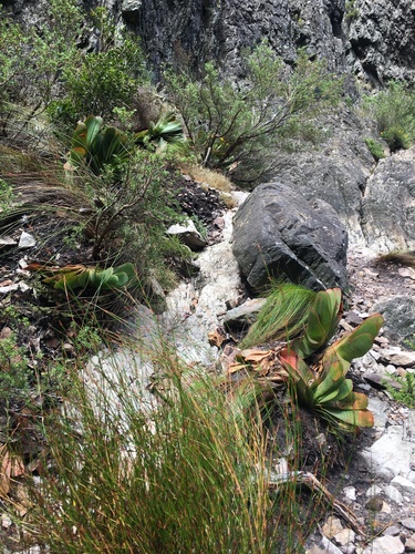 Kumara haemanthifolia