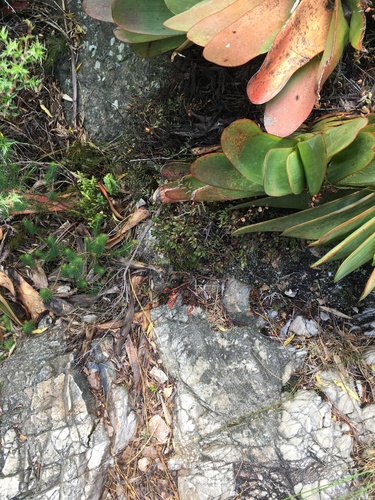 Kumara haemanthifolia