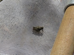 Paratettix mexicanus