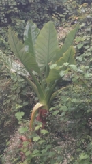 Typhonodorum lindleyanum