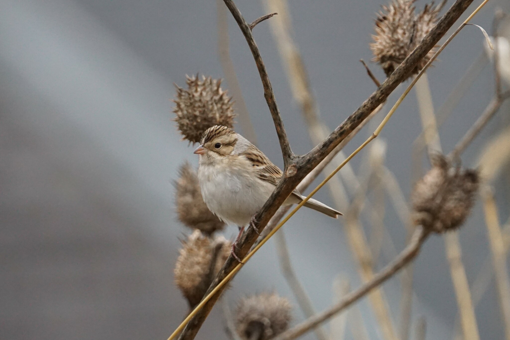 Clay-coloured Sparrow (Spizella pallida)