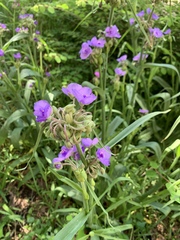 Tradescantia gigantea