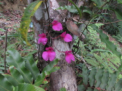 Comparettia falcata