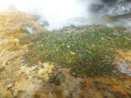 Hydrobryum puncticulatum iNat (2)