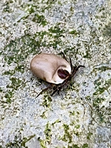 Castor bean tick