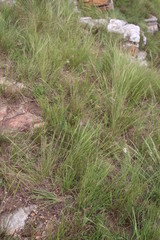 Cyperus niveus leucocephalus