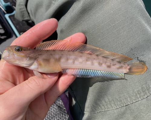 Northern ronquil (Ronquilus jordani) — Bathymasteridae — 2