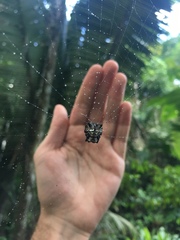 Aspidolasius branicki