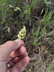 Pentagramma triangularis