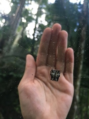 Aspidolasius branicki