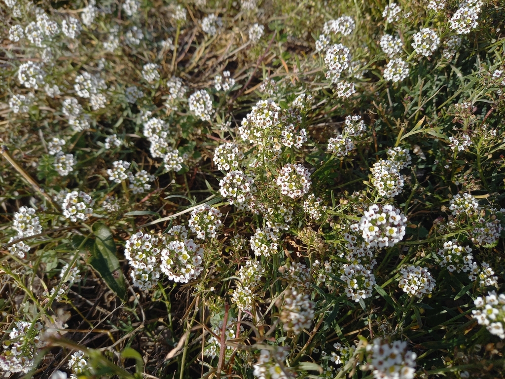 Foto de Alyssum