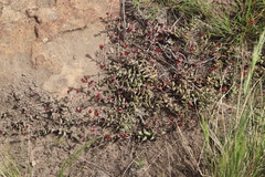 Crassula obovata