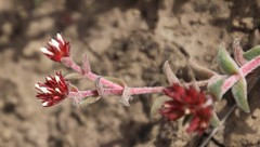 Crassula obovata