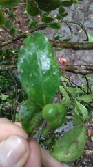 Suregada