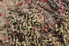 Crassula obovata