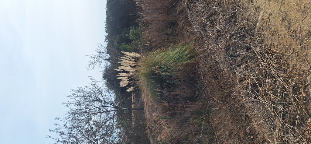 Foto de Capim-dos-pampas