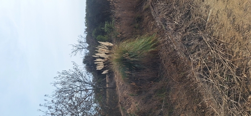 Capim-dos-pampas